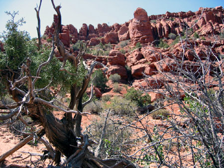 Desert
