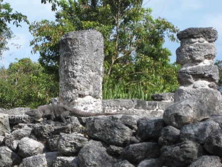 Iguana