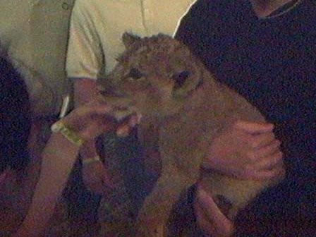 Lion cub