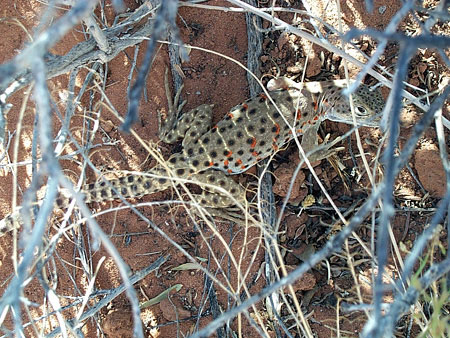 Lizard