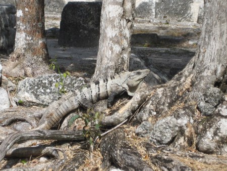 More Iguana