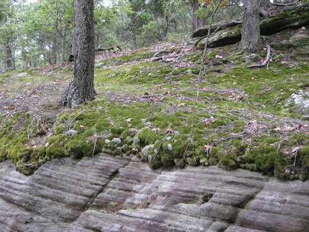 Moss