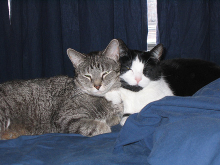 Sleeping cats