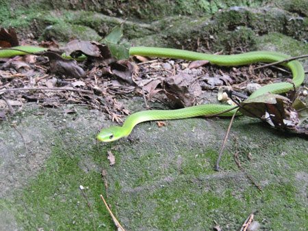 Snake