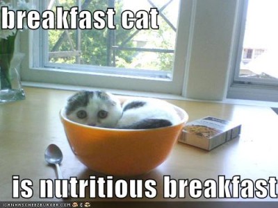 breakfast_cat-small.jpg