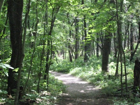dunes woods