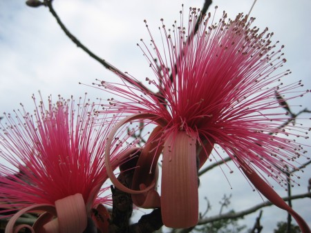 flower 2