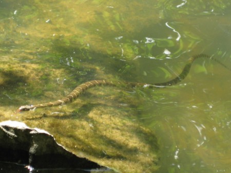 snake 2