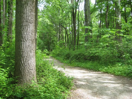 woods